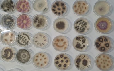 Mikrobiologija in biotehnologija za devetošolce